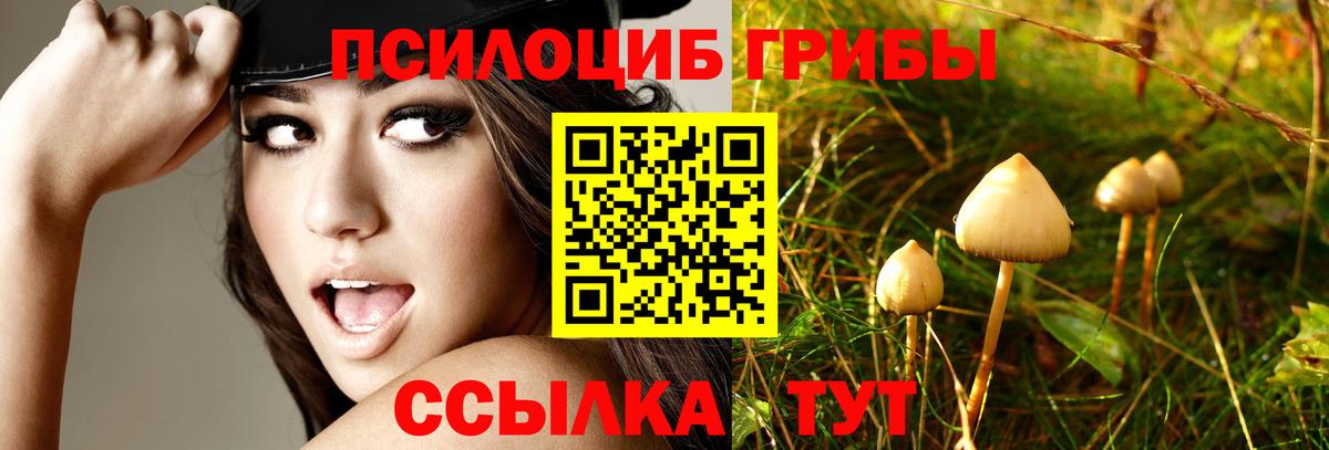 Псилоцибиновые грибы Psilocybe Костомукша
